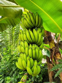 Close-up of bananas growing in field
