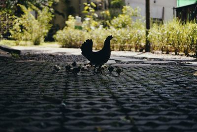 Side view of a bird