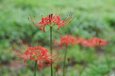 Close-up of flowers blooming