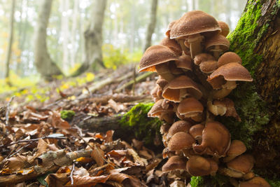 Close-up of mushrooms growing on tree trunk