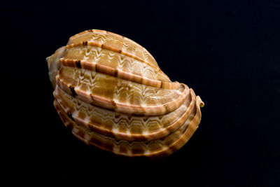 Close-up of seashell against black background