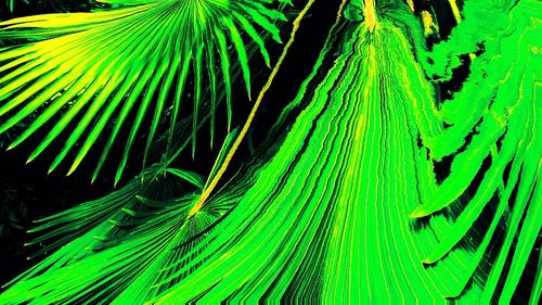 Full frame shot of palm leaves