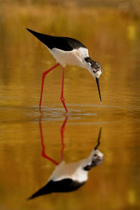 Bird flying over lake