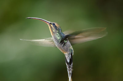 Close-up of hummingbird in flight