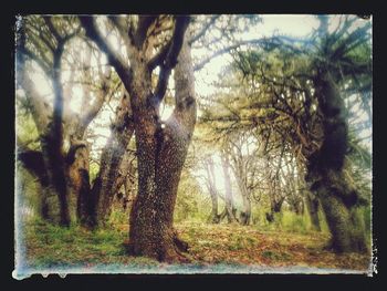 Trees in forest