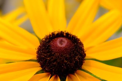 Close-up of sunflower blooming outdoors