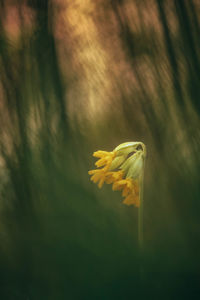 Close-up of yellow flower