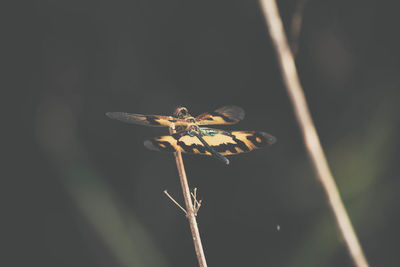 Close-up of dragonfly on plant