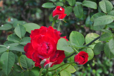 Close-up of red flowering plant