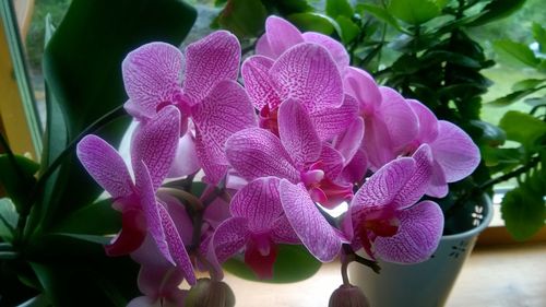 Close-up of purple flowers