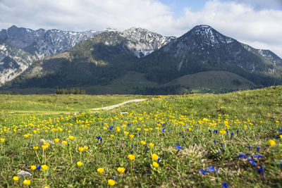 Scenic view of flowering field against mountains