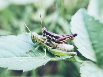 Close-up of insect on leaf
