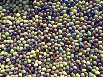 Olives. processing of olives for preservation in brine