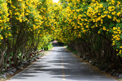 Rear view of woman walking on footpath in park