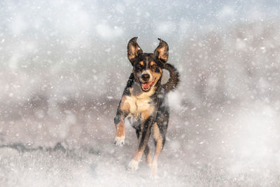 Dogs running on snow covered field