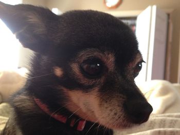 Close-up portrait of a dog at home