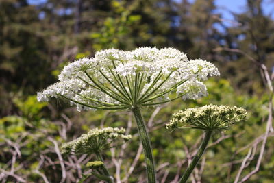 Close-up of flowers blooming outdoors