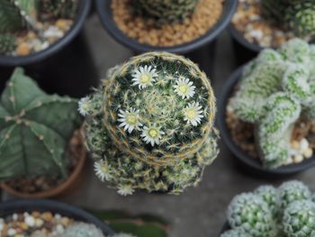 High angle view of succulent plant