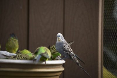 Close-up of parrot perching on metal fence