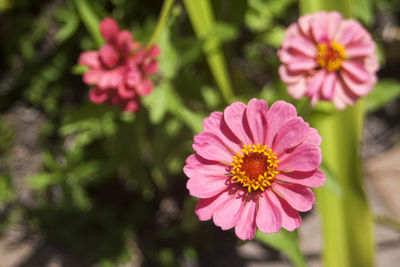 Close-up of pink zinnia on sunny day