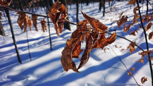 Close-up of dry leaves during winter