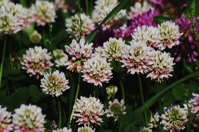 Close-up of pink flowering plants