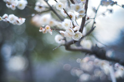 Close-up of cherry blossom