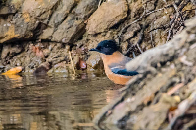Close-up of bird perching on rock