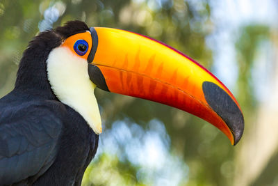 Close-up of bird perching on tree