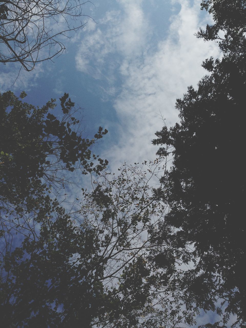 tree, sky, low angle view, branch, tranquility, cloud - sky, nature, beauty in nature, growth, tranquil scene, silhouette, scenics, cloudy, cloud, outdoors, forest, no people, day, bare tree, idyllic