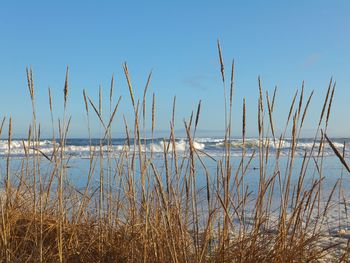 Scenic view of sea against clear sky