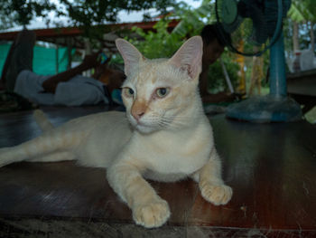 Portrait of cat relaxing on table