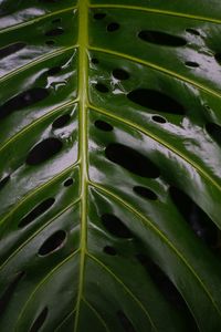 Full frame shot of plants