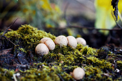 Close-up of mushrooms growing on field