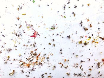 High angle view of plants against white background