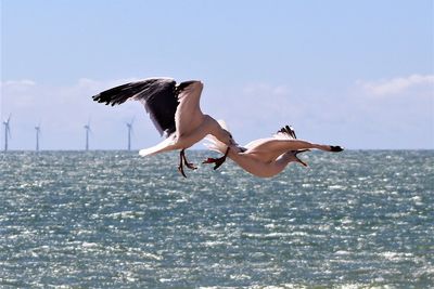 Seagulls flying over sea