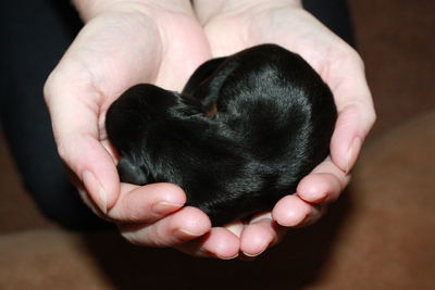 Midsection of person holding dog