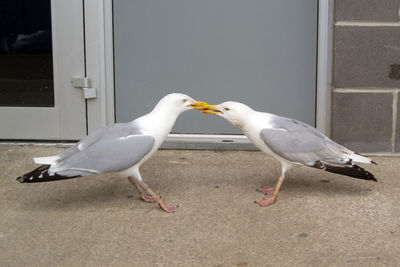 Seagull eating food