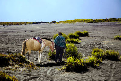 Horses on field against clear sky