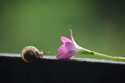 Close-up of snail on pink flower