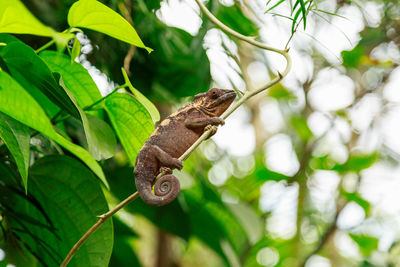 Close-up of a lizard on tree