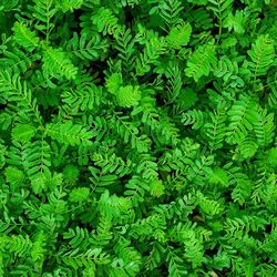 Full frame shot of fresh green plants