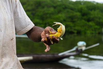 Fisherman holds yellow fish in his hand 