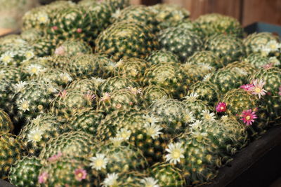 Close-up of fruits for sale in market