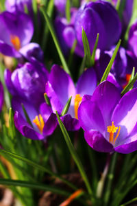 Close-up of purple flower