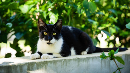 Portrait of a cat