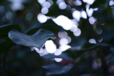 Close-up of white leaves on plant