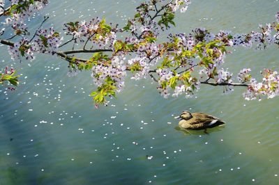 High angle view of ducks swimming on lake