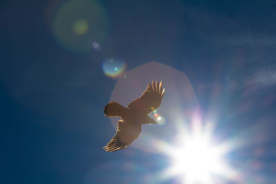 Close-up of bird soaring against blue sky