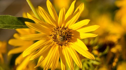 Close-up of yellow flower